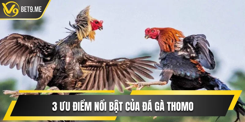 3 ưu điểm nổi bật của đá gà Thomo